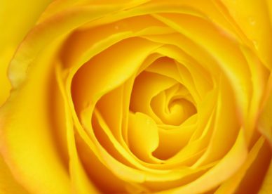 ورد أصفر صافي يدل على الحب والجمال والهدوء - صور ورد وزهور Rose Flower images